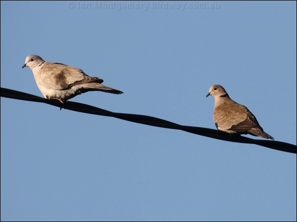 Eurasian Collared Dove eur_collared_dove_84043.psd