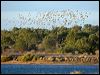 flock_bronzewing_151961