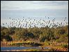 flock_bronzewing_151964
