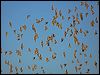 flock_bronzewing_151969