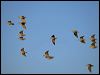 flock_bronzewing_151975