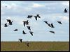 flock_bronzewing_33061