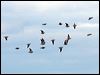 flock_bronzewing_33065