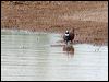 flock_bronzewing_33073