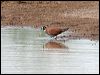 flock_bronzewing_33075