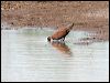 flock_bronzewing_33078