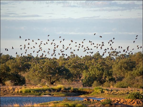 Flock Bronzewing flock_bronzewing_151964.psd