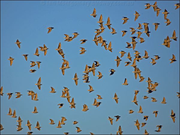 Flock Bronzewing flock_bronzewing_151969.psd
