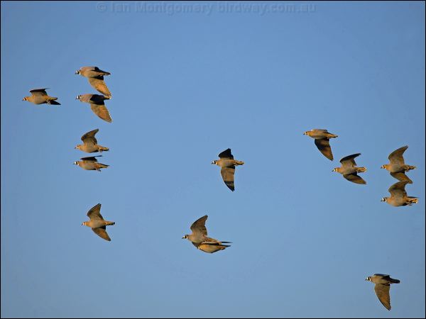 Flock Bronzewing flock_bronzewing_151975.psd