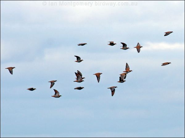 Flock Bronzewing flock_bronzewing_33065.jpg