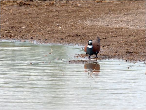 Flock Bronzewing flock_bronzewing_33073.jpg