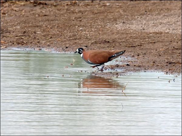 Flock Bronzewing flock_bronzewing_33075.jpg