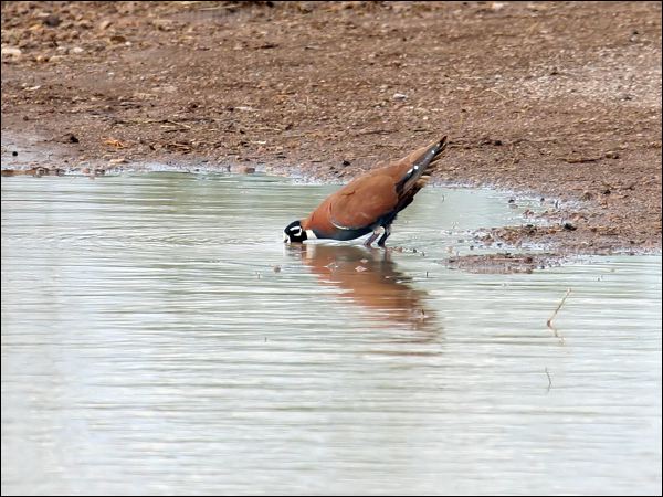Flock Bronzewing flock_bronzewing_33078.jpg