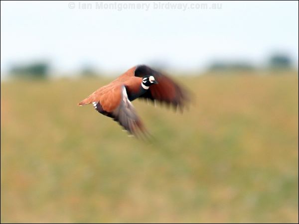 Flock Bronzewing flock_bronzewing_33079.jpg