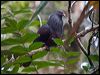 goliath_imp_pigeon_165764