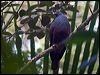 goliath_imp_pigeon_165790