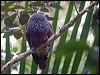 goliath_imp_pigeon_165799