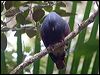 goliath_imp_pigeon_165802