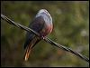 goliath_imp_pigeon_166159