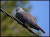 Click here to enter gallery and see photos of Goliath Imperial Pigeon