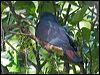 goliath_imp_pigeon_166851