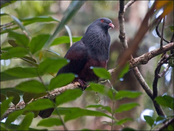 Goliath Imperial Pigeon goliath_imp_pigeon_165764.psd
