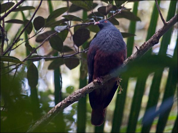 Goliath Imperial Pigeon goliath_imp_pigeon_165790.psd