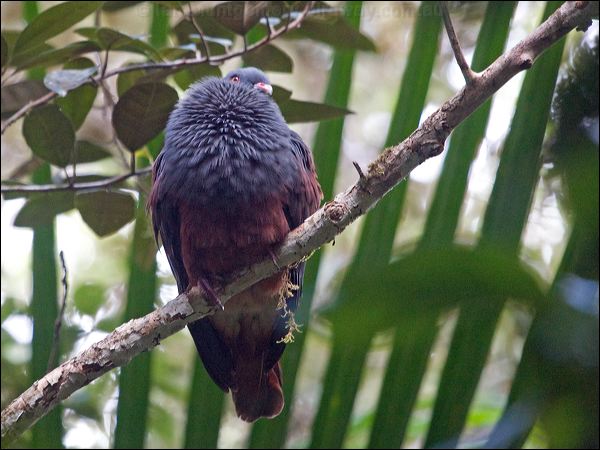 Goliath Imperial Pigeon goliath_imp_pigeon_165799.psd
