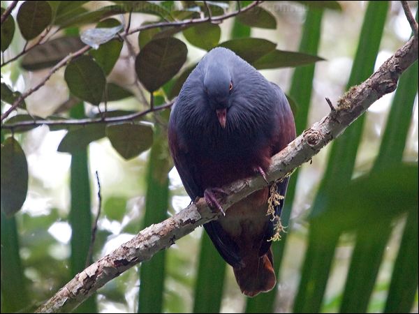Goliath Imperial Pigeon goliath_imp_pigeon_165802.psd