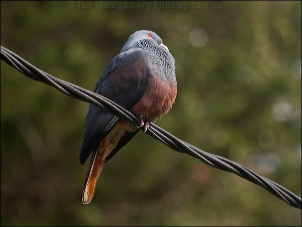 Goliath Imperial Pigeon goliath_imp_pigeon_166159.psd