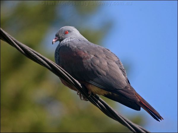 Goliath Imperial Pigeon goliath_imp_pigeon_166171.psd