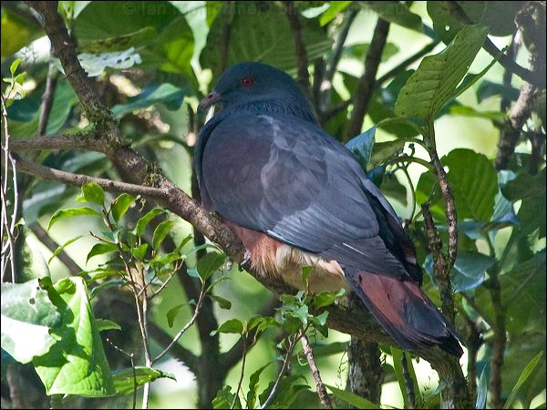Goliath Imperial Pigeon goliath_imp_pigeon_166851.psd