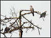 greenimperial_pigeon_49676