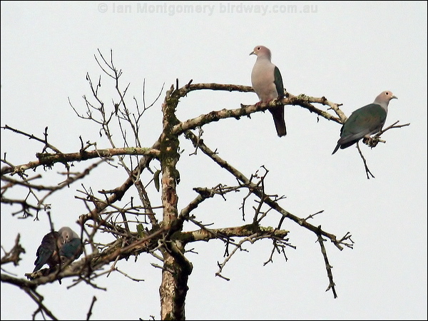 Green Imperial Pigeon greenimperial_pigeon_49676.jpg