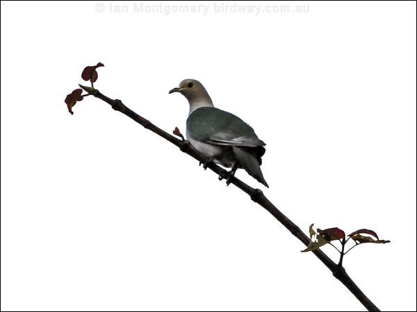 Green Imperial Pigeon greenimperial_pigeon_50430.jpg