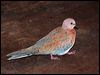 laughing_dove_40741