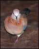laughing_dove_40743