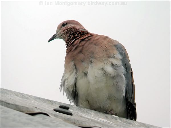 Laughing Dove laughing_dove_04706.jpg