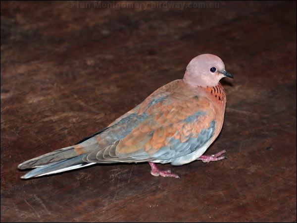 Laughing Dove laughing_dove_40741.jpg