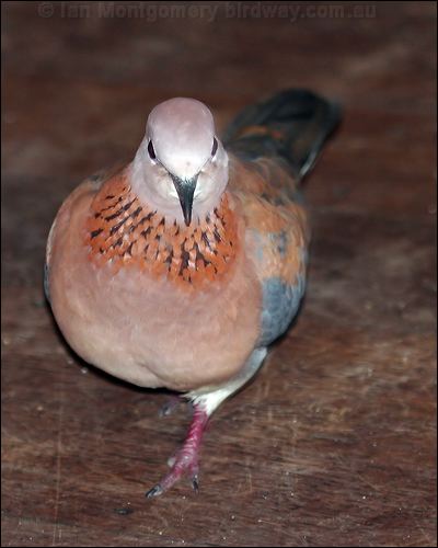Laughing Dove laughing_dove_40743.jpg