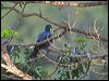 metallic_pigeon_166118