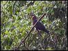 Click here to enter gallery and see photos of Metallic Pigeon