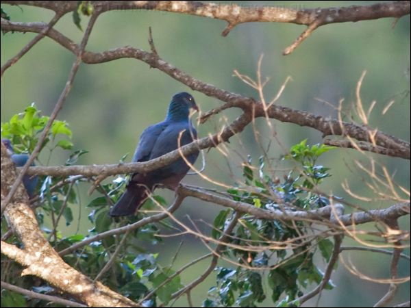 Metallic Pigeon metallic_pigeon_166118.psd