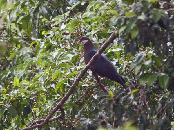 Metallic Pigeon metallic_pigeon_167006.psd
