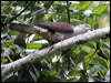 mountain_imp_pigeon_55615