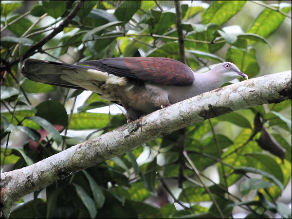 Mountain Imperial Pigeon mountain_imp_pigeon_55615.jpg