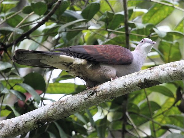 Mountain Imperial Pigeon mountain_imp_pigeon_55621.jpg