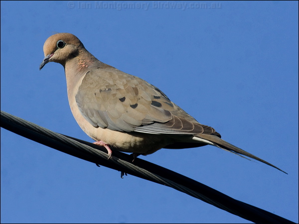 Mourning Dove mourning_dove_65903.jpg