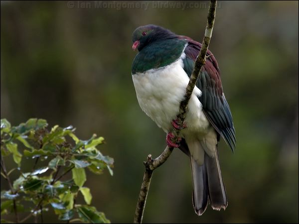 New Zealand Pigeon new_zealand_pigeon_121865.psd