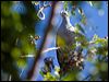 pac_imperial_pigeon_166765